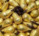 Цукерка-грушка Abtey Poire William Elegance Liqueur Chocolate з темного шоколаду з грушовим бренді 20 грам 029686 фото 2